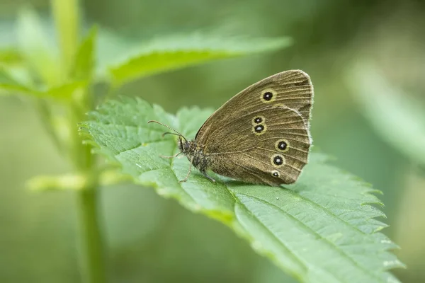 Przestrojnik trawnik motyl (Aphantopus hyperantus) zbliżenie — Zdjęcie stockowe