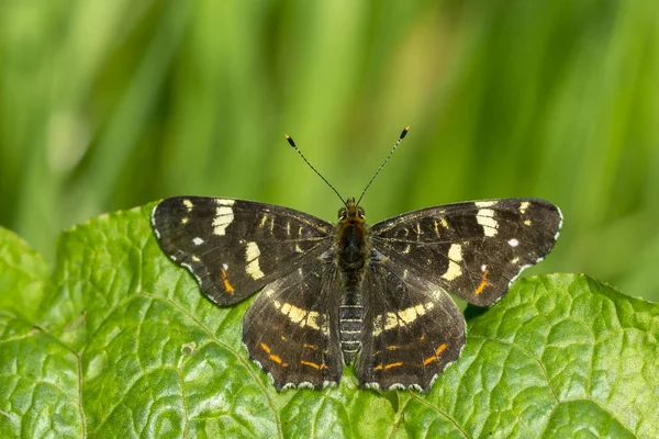 La carte couvée papillon été — Photo