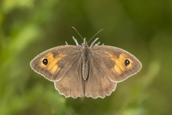 Pré brun (Maniola jurtina) se nourrissant de chardon — Photo