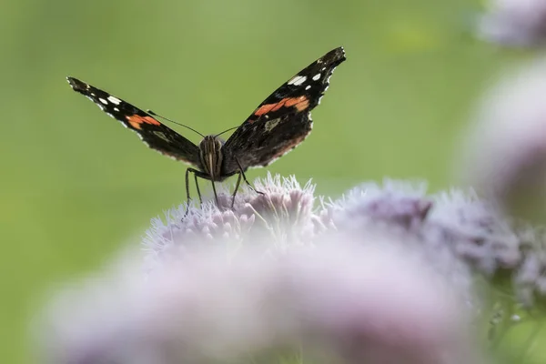 stock image Red Admiral butterfly, Vanessa atalanta, pollinating