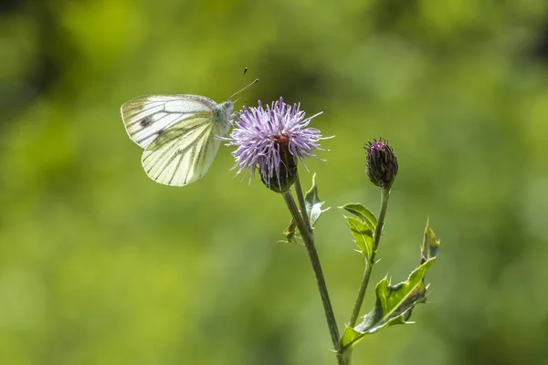 Papillon blanc à nervure verte — Photo