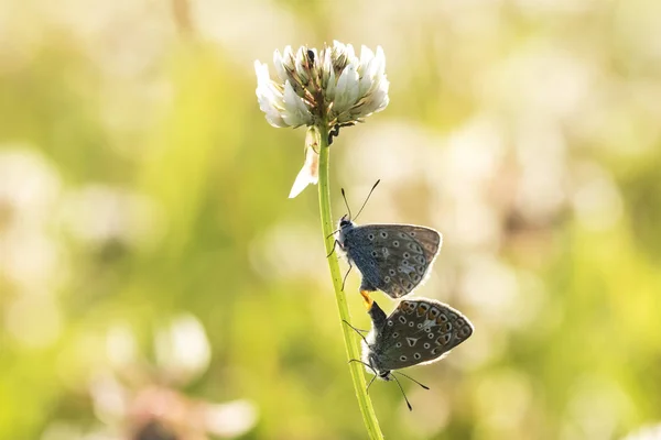 Mariposas azules comunes pareja apareamiento —  Fotos de Stock