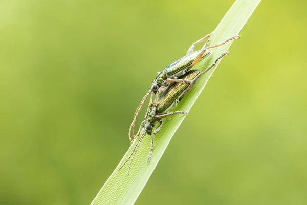 Reed beetles, Donacia aquatica, mating