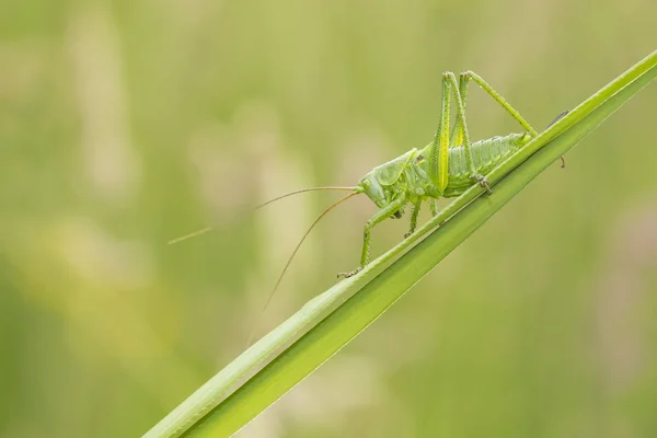 Большой зелёный буш-крикет, Теттигония виридиссима — стоковое фото