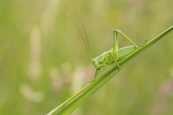 Büyük Bush-kriket, Tettigonia viridissima yeşil