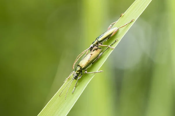 Reed beetles, Donacia aquatica, mating