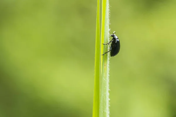 抽象的自然甲虫 — 图库照片