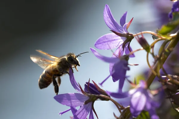 蜂蜜の蜂の授粉 — ストック写真