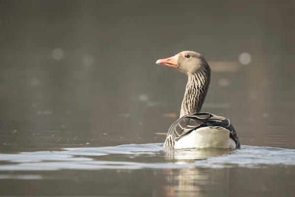Greylag goose Anser Anser swimming — Stok fotoğraf
