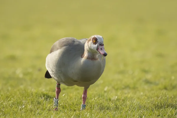 Oie égyptienne (Alopochen aegyptiacus) dans les terres agricoles — Photo