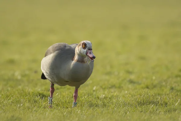 Oie égyptienne (Alopochen aegyptiacus) dans les terres agricoles — Photo