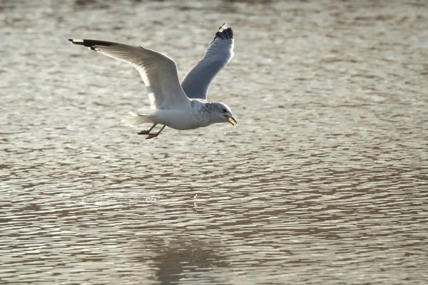 Gull flying above water — Stock Photo, Image