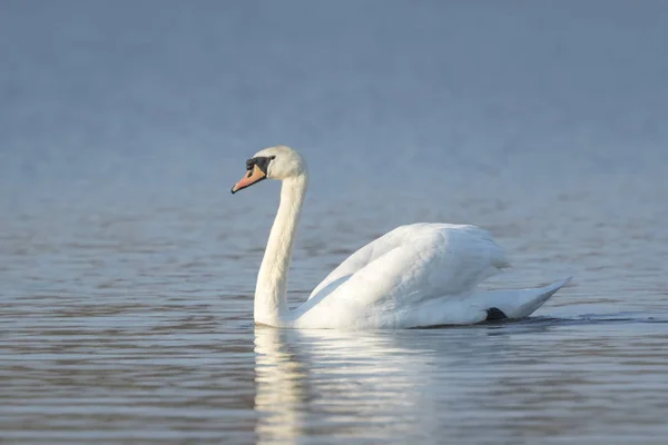 Dilsiz Kuğu, cygnus rengi — Stok fotoğraf