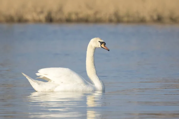 Dilsiz Kuğu, cygnus rengi — Stok fotoğraf