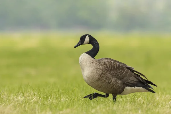 Ganso canadiense en un prado — Foto de Stock