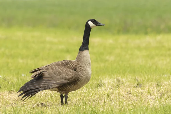 Canadian goose in a meadow — Stock Photo, Image