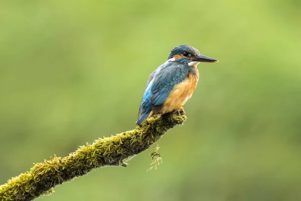 Vértes jégmadár (atthis alcedo) — Stock Fotó