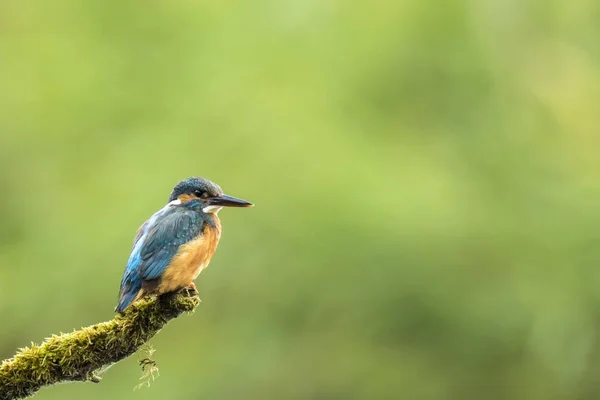 Kungsfiskare (alcedo atthis) Närbild — Stockfoto