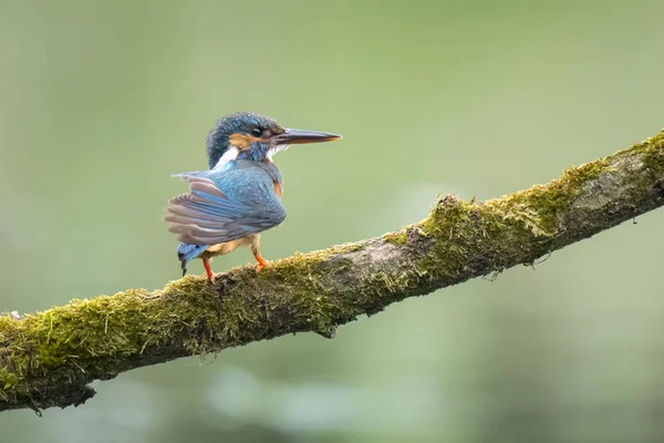 Kingfisher (atthis alcedo) gros plan — Photo