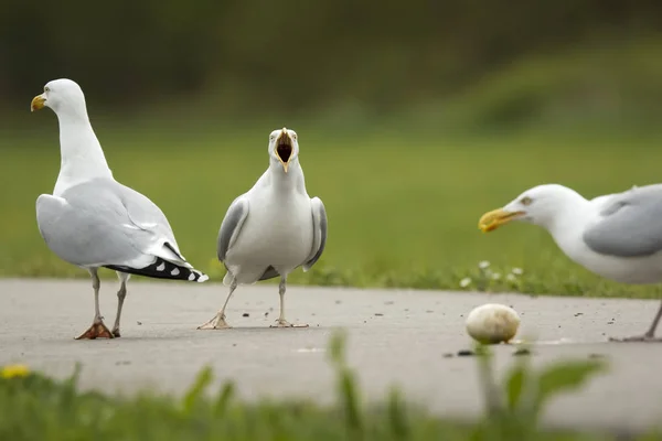 Gulls on a egg, laughing thieves — Stock Photo, Image