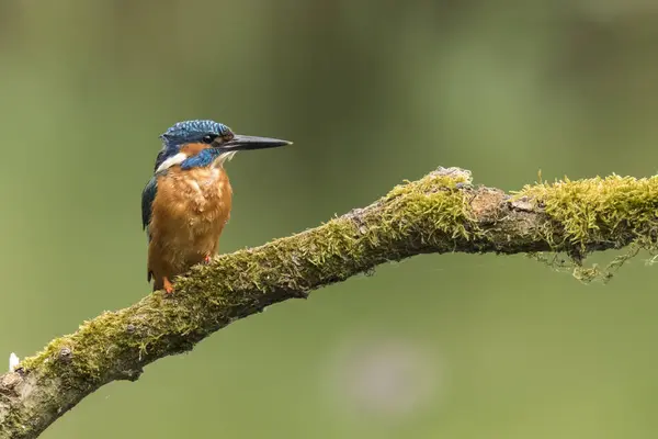 Kingfisher à ce gros plan alcedo — Photo