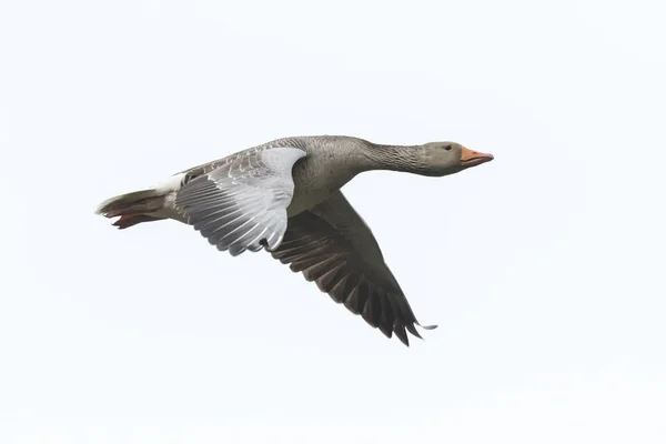 Greylag goose Anser Anser migrating — Stock Photo, Image