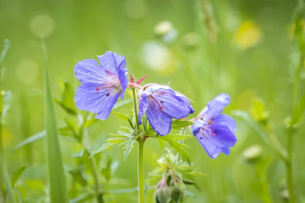 Padang rumput bunga biru geranium di padang rumput — Stok Foto