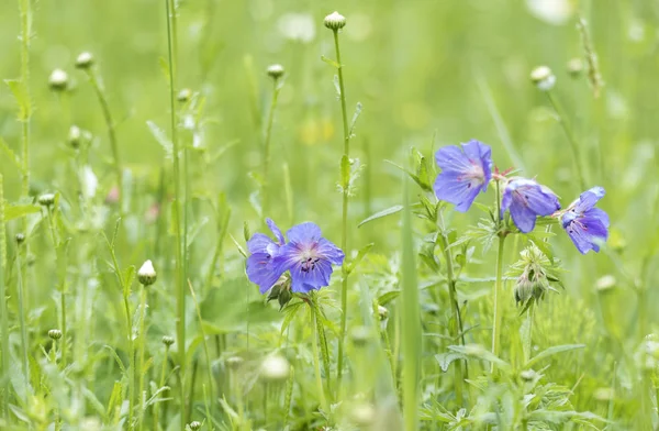 Kakost luční modré květy na louce — Stock fotografie