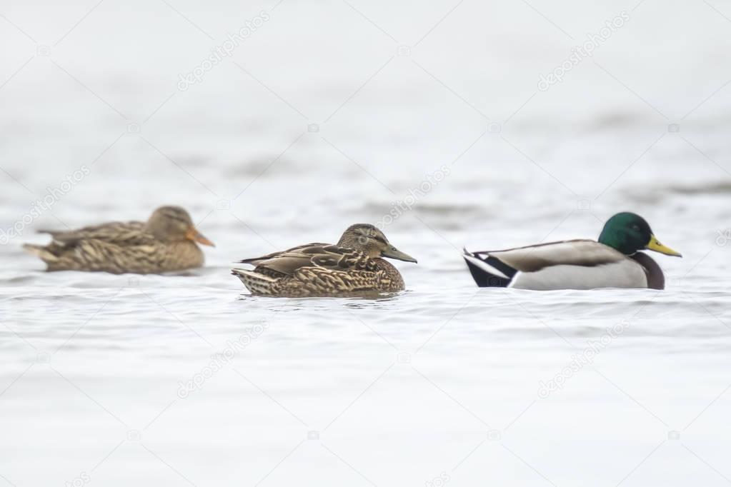 Three ducks in a row