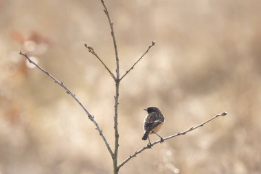 Stonechat, Saxicola rubicola, tıraşlama