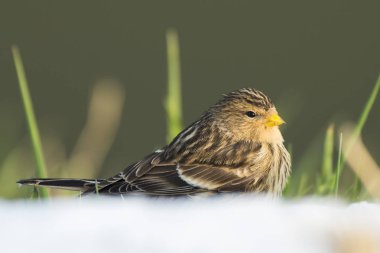 Sarı gagalı keten kuşu (Carduelis flavirostris) kuş portre