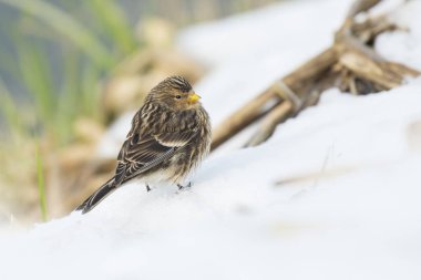 Sarı gagalı keten kuşu (Carduelis flavirostris) kuş portre