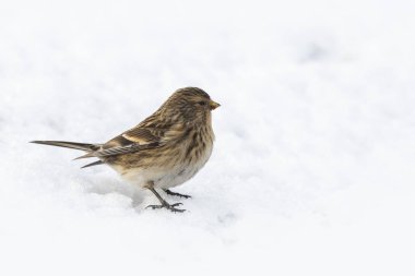 Sarı gagalı keten kuşu (Carduelis flavirostris) kuş portre