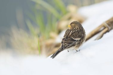 Sarı gagalı keten kuşu (Carduelis flavirostris) kuş portre