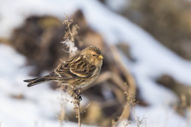 Sarı gagalı keten kuşu (Carduelis flavirostris) kuş portre