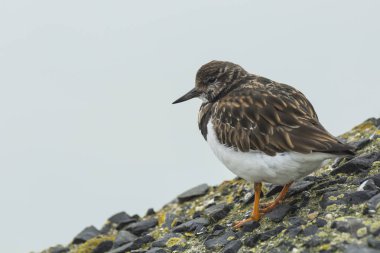 Rubby turnstone Arenaria interpres
