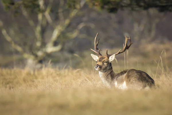 Fallow deer stag — Stock Photo, Image