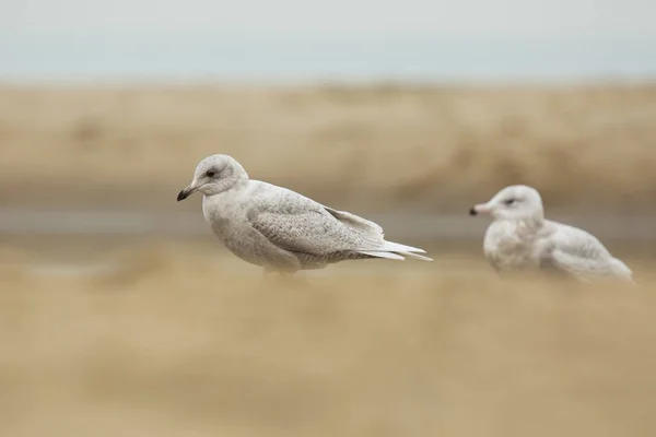 Γλάρος της Ισλανδίας Larus glaucoides — Φωτογραφία Αρχείου