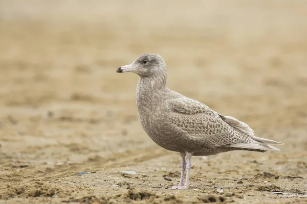 Kutup martı Larus hyperboreus — Stok fotoğraf