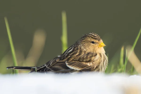 Twite (Carduelis flavirostris) bird close seup — стоковое фото