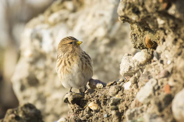 Gros plan sur deux oiseaux (Carduelis flavirostris) — Photo