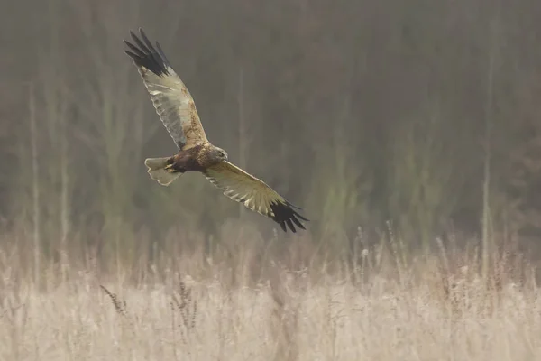 Gallina harrier Circo cyaneus caccia — Foto Stock