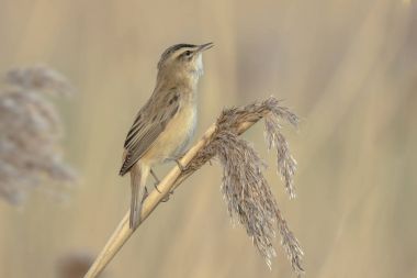 Kındıra kamışçını, kuş türü schoenobaenus, şarkı içinde tünemiş bir 