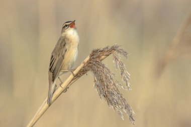 Kındıra kamışçını, kuş türü schoenobaenus, şarkı içinde tünemiş bir 