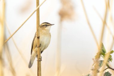 Kındıra kamışçını, kuş türü schoenobaenus, şarkı içinde tünemiş bir 