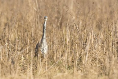 Büyük mavi balıkçıl Ardea herodias bir çayırda avcılık