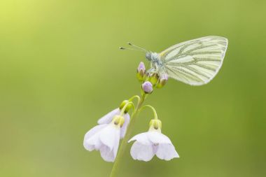 Yeşil damarlı beyaz (Pieris napi) kelebek dinlenme ve n besleme