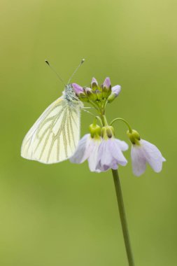 Yeşil damarlı beyaz (Pieris napi) kelebek dinlenme ve n besleme