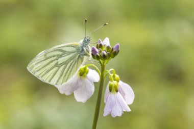 Yeşil damarlı beyaz (Pieris napi) kelebek dinlenme ve n besleme