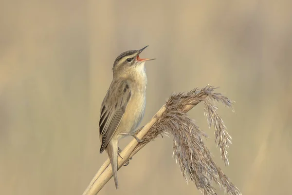 Rokitniczka, Acrocephalus schoenobaenus, wznosi się w śpiew — Zdjęcie stockowe